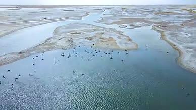 湿地野生鸟类风景4K航拍视频视频的预览图